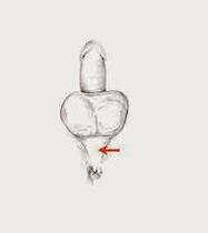 músculos de potência e sua tensão para aumentar a potência